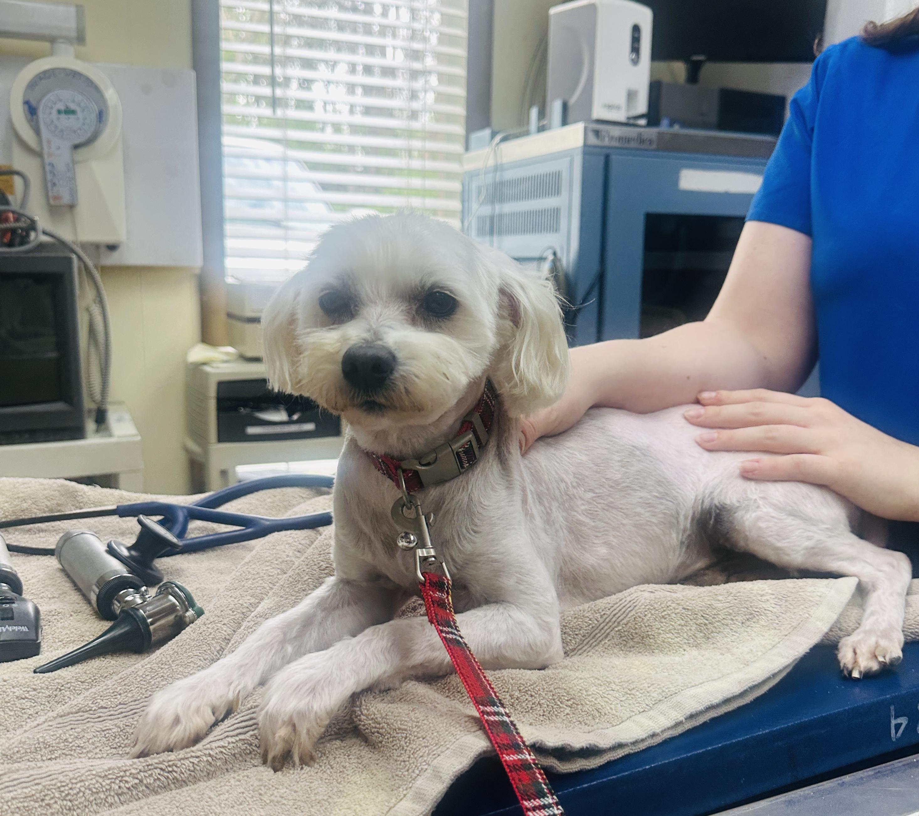 Enlarge Nick, a ADOPTABLE mixed breed in Franklin, TN image 3/4