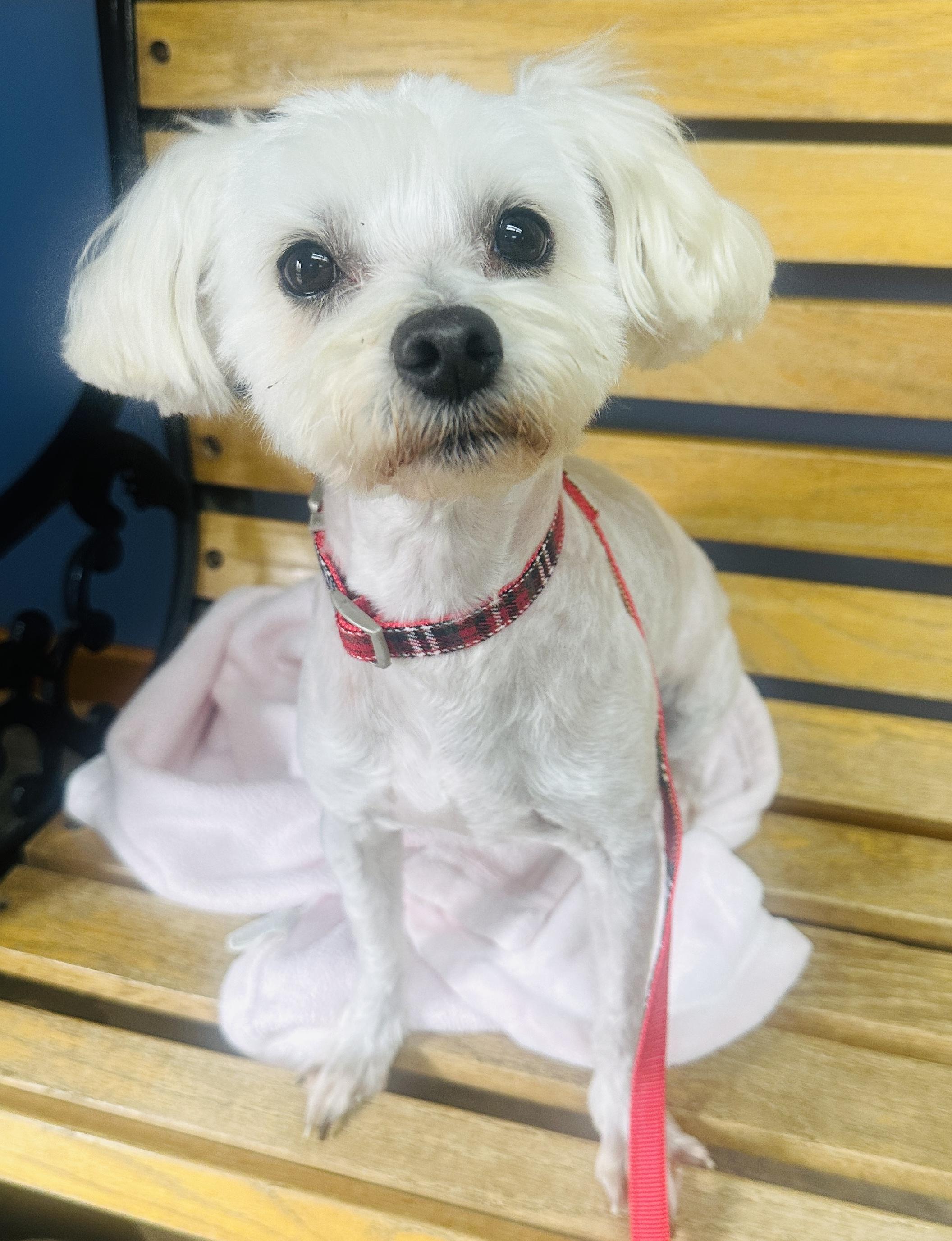 Nick, ADOPTABLE, Adult Male Maltese.