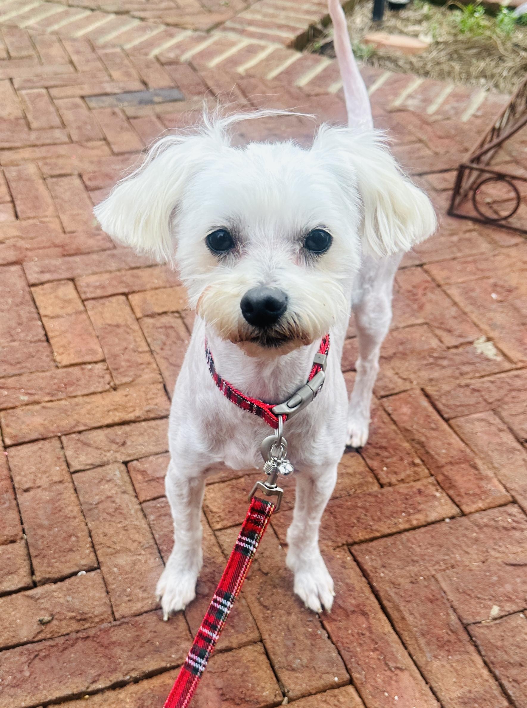 Enlarge Nick, a ADOPTABLE mixed breed in Franklin, TN image 2/4