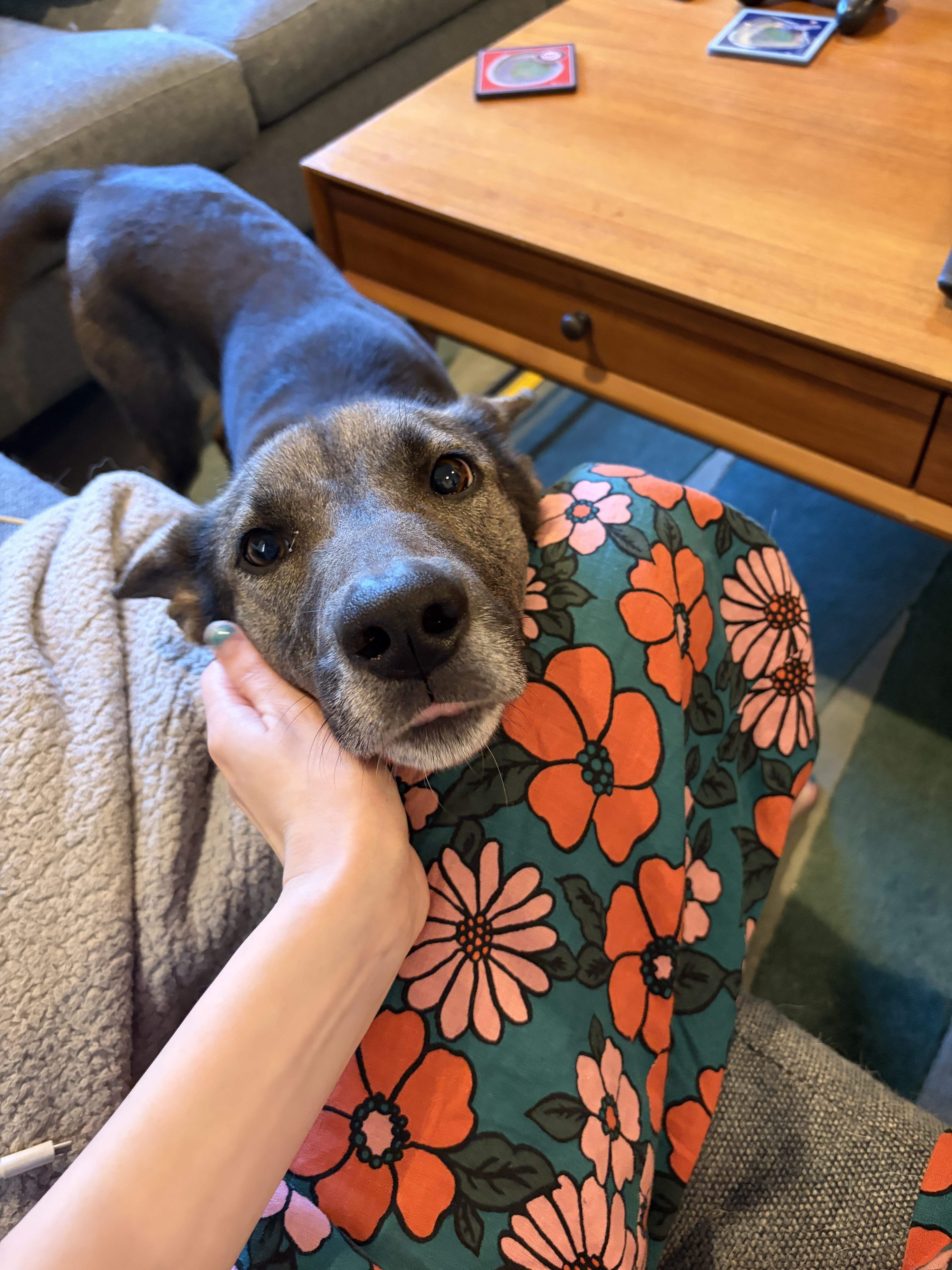 Enlarge Stormy, a ADOPTABLE mixed breed in Los Angeles, CA image 4/6