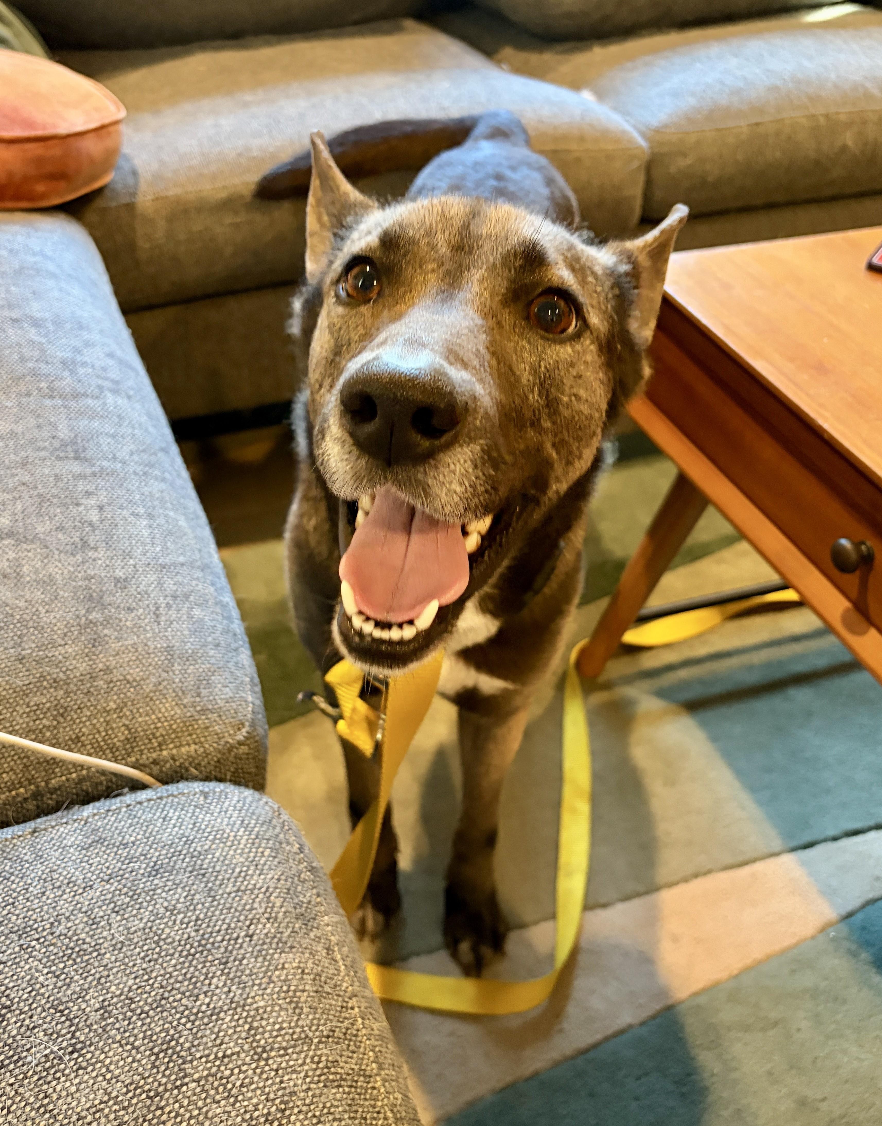 Stormy, ADOPTABLE, Young Female Australian Cattle Dog / Blue Heeler & Shepherd.