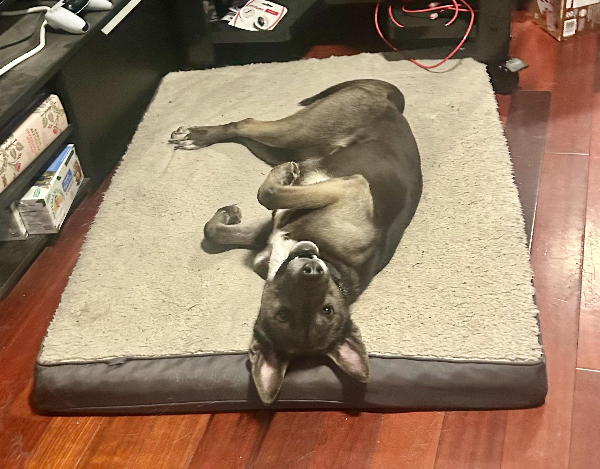 Enlarge Stormy, a ADOPTABLE mixed breed in Los Angeles, CA image 6/6