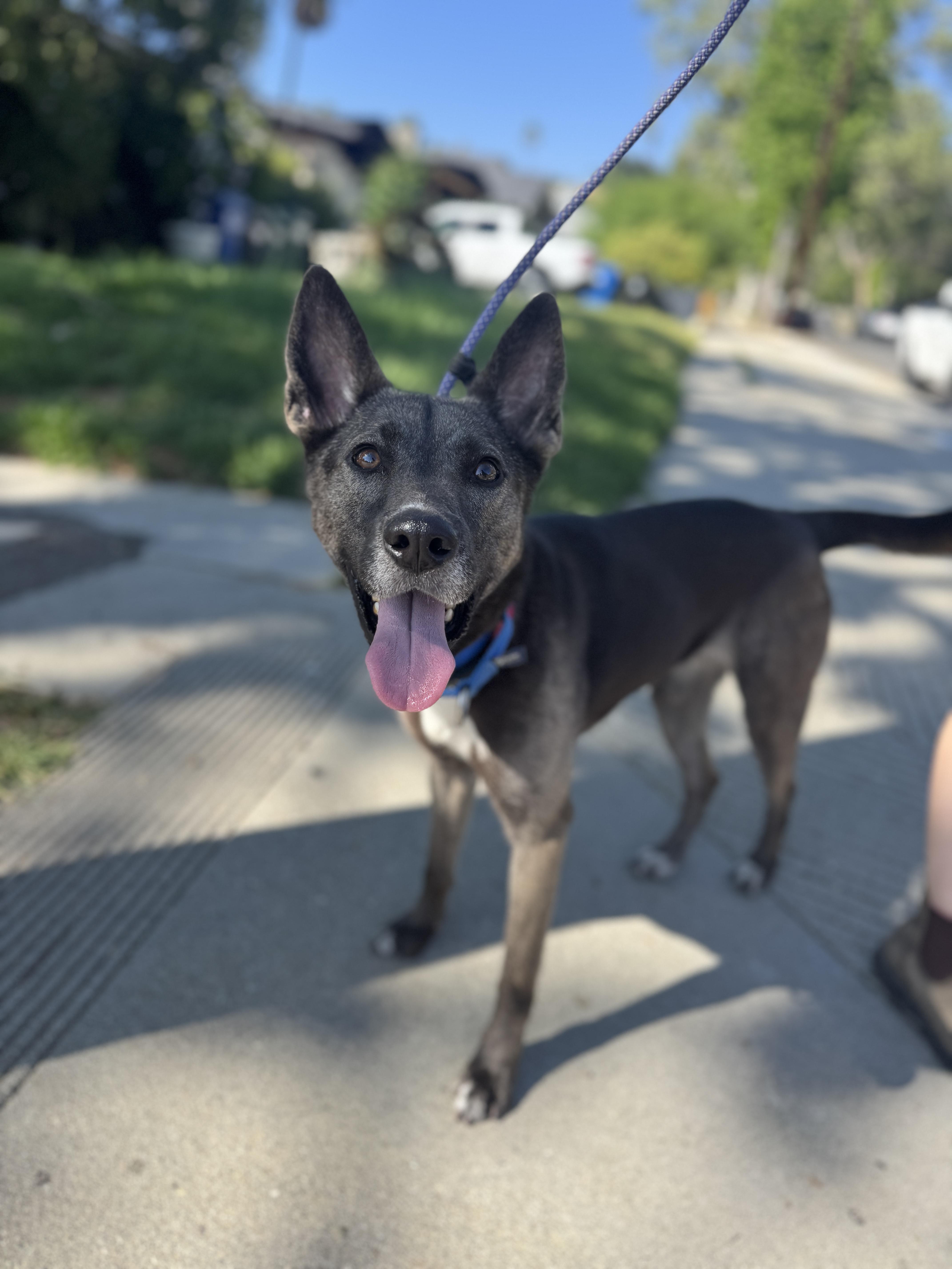 Enlarge Stormy, a ADOPTABLE mixed breed in Los Angeles, CA image 5/6