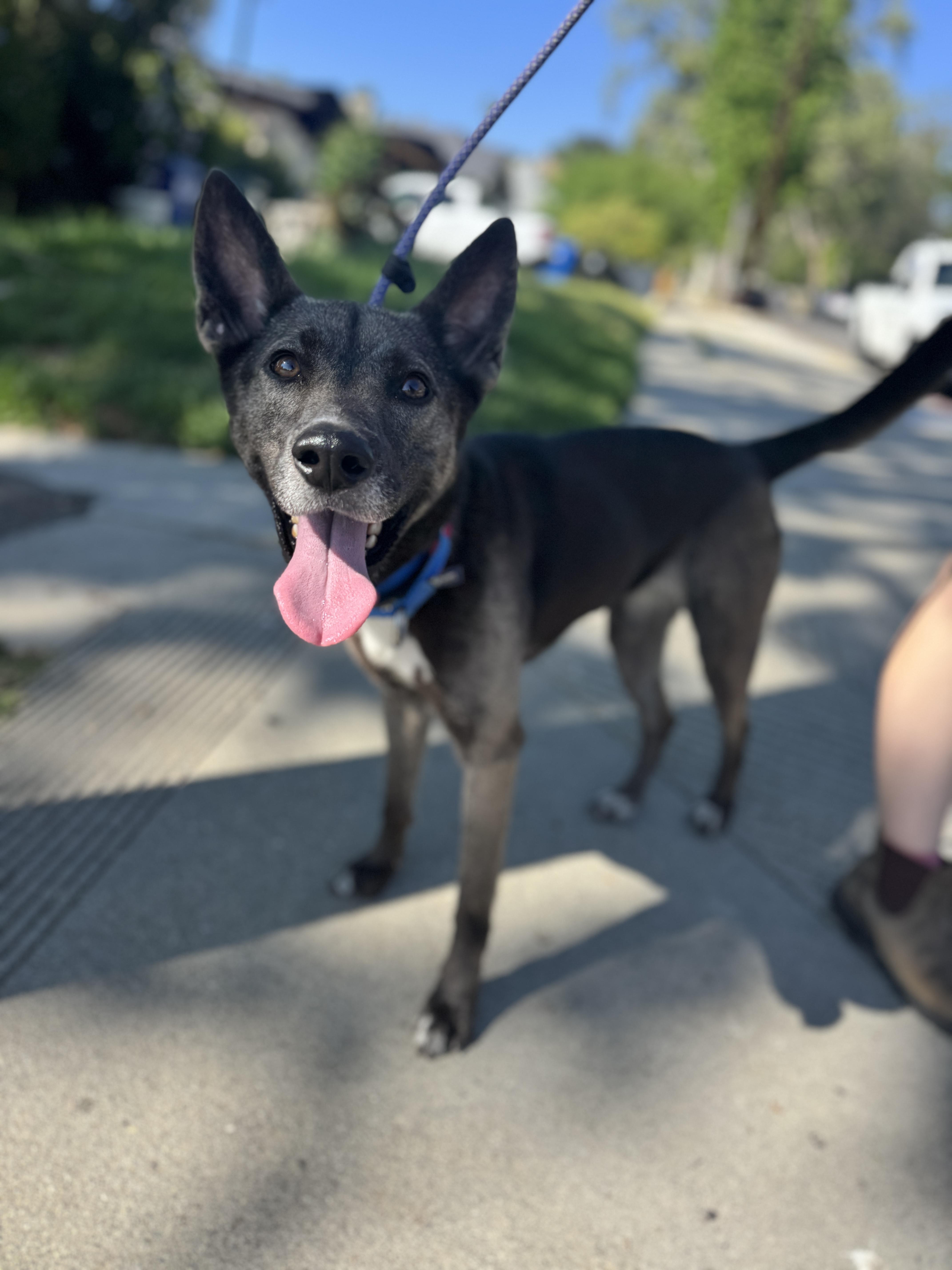 Enlarge Stormy, a ADOPTABLE mixed breed in Los Angeles, CA image 2/6