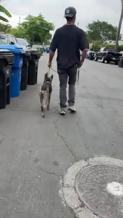 Enlarge Stormy, a ADOPTABLE mixed breed in Los Angeles, CA video 3/6