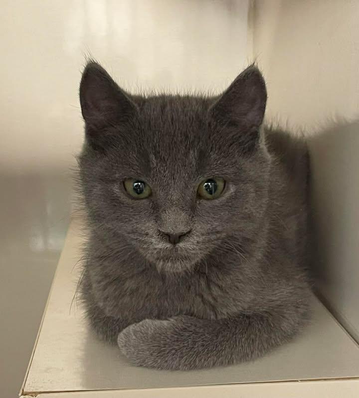 Kingsbury, adopted, Young Male Domestic Short Hair.