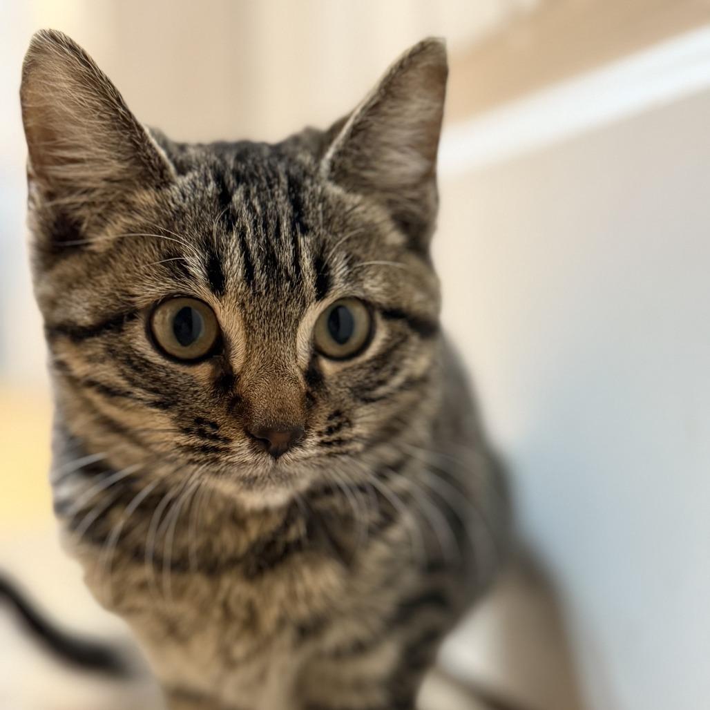 Stormy, Adoptable, Kitten Female Domestic Short Hair.