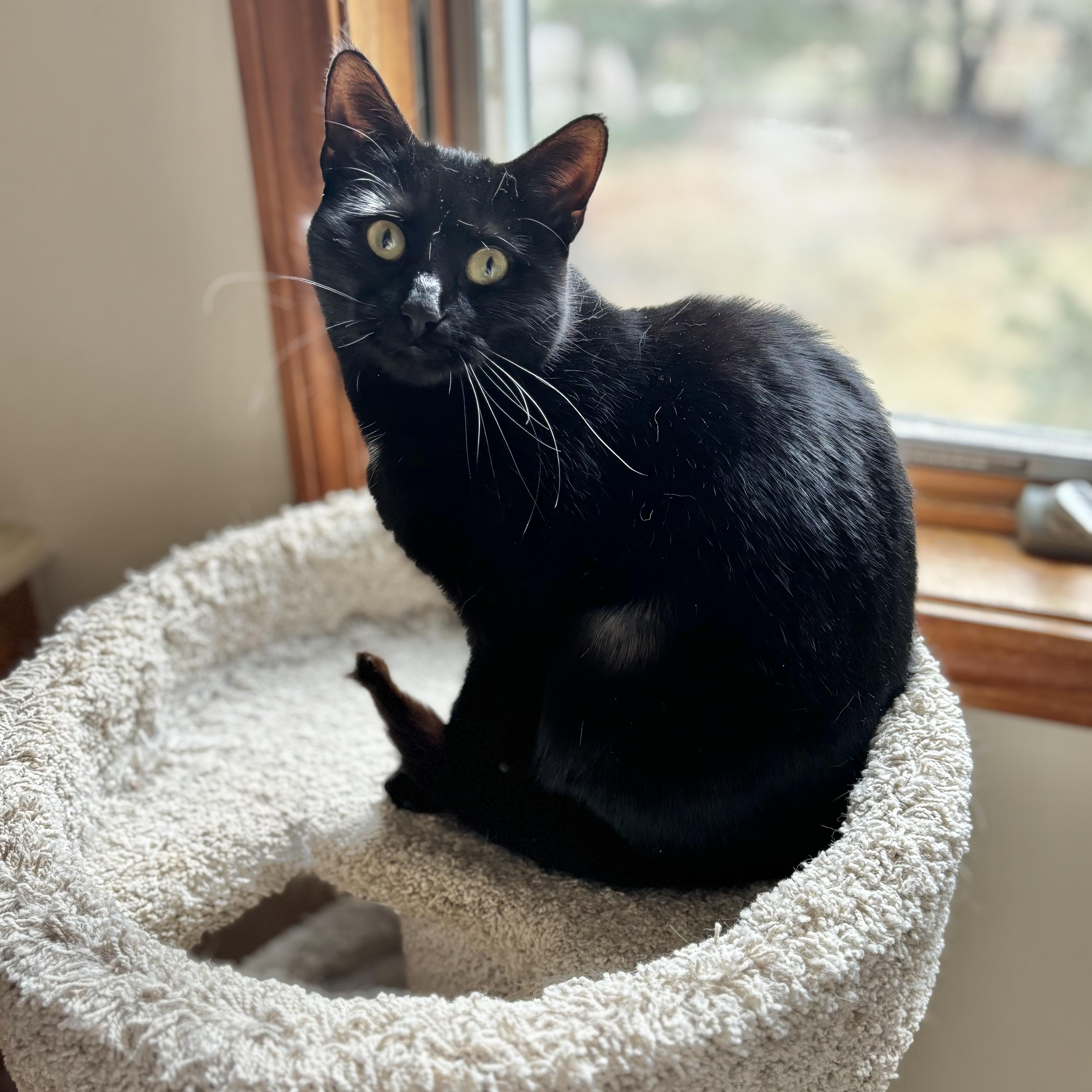 Grace, a Adoptable Domestic Short Hair in Plainville, CT image 2/4