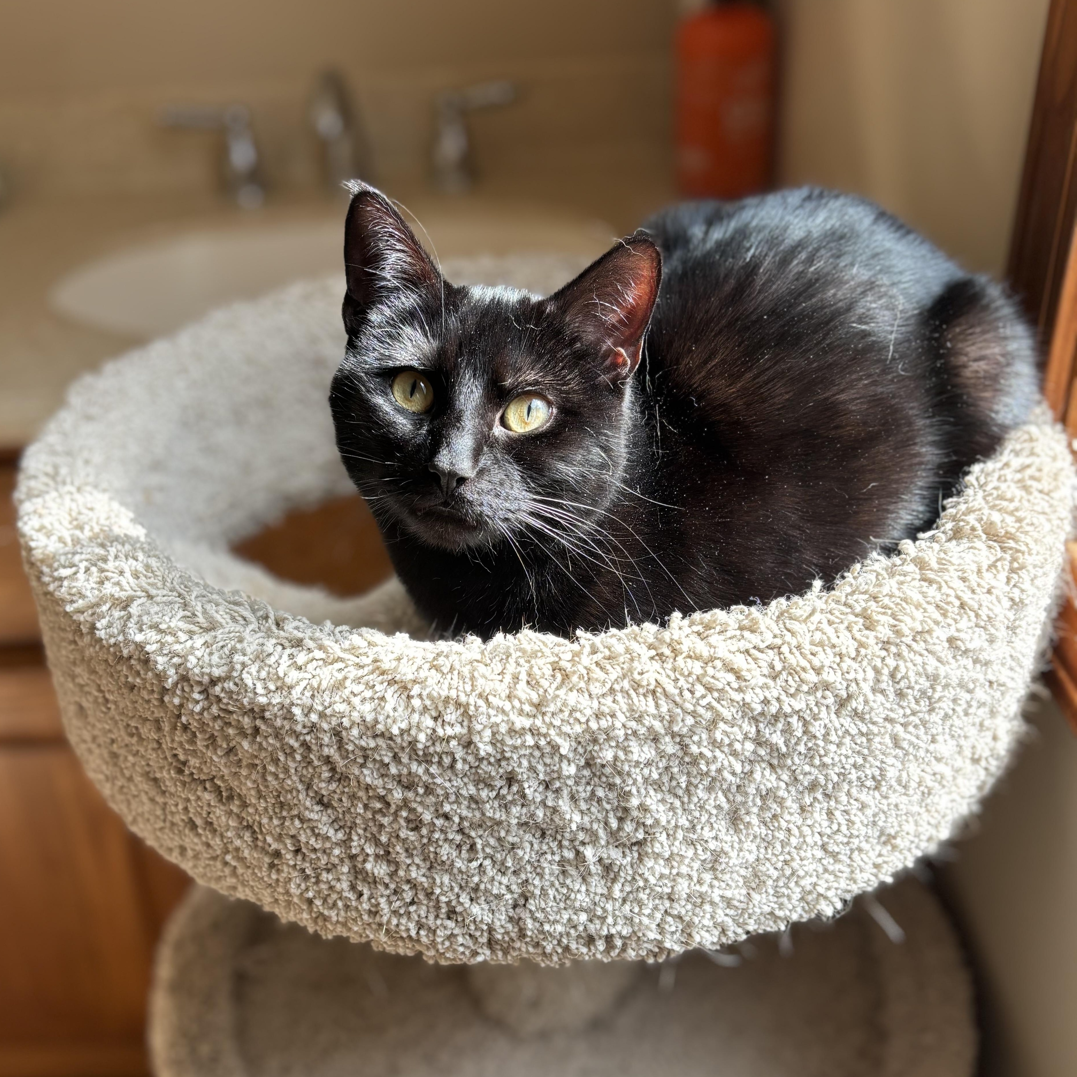 Grace, Adoptable, Young Female Domestic Short Hair.