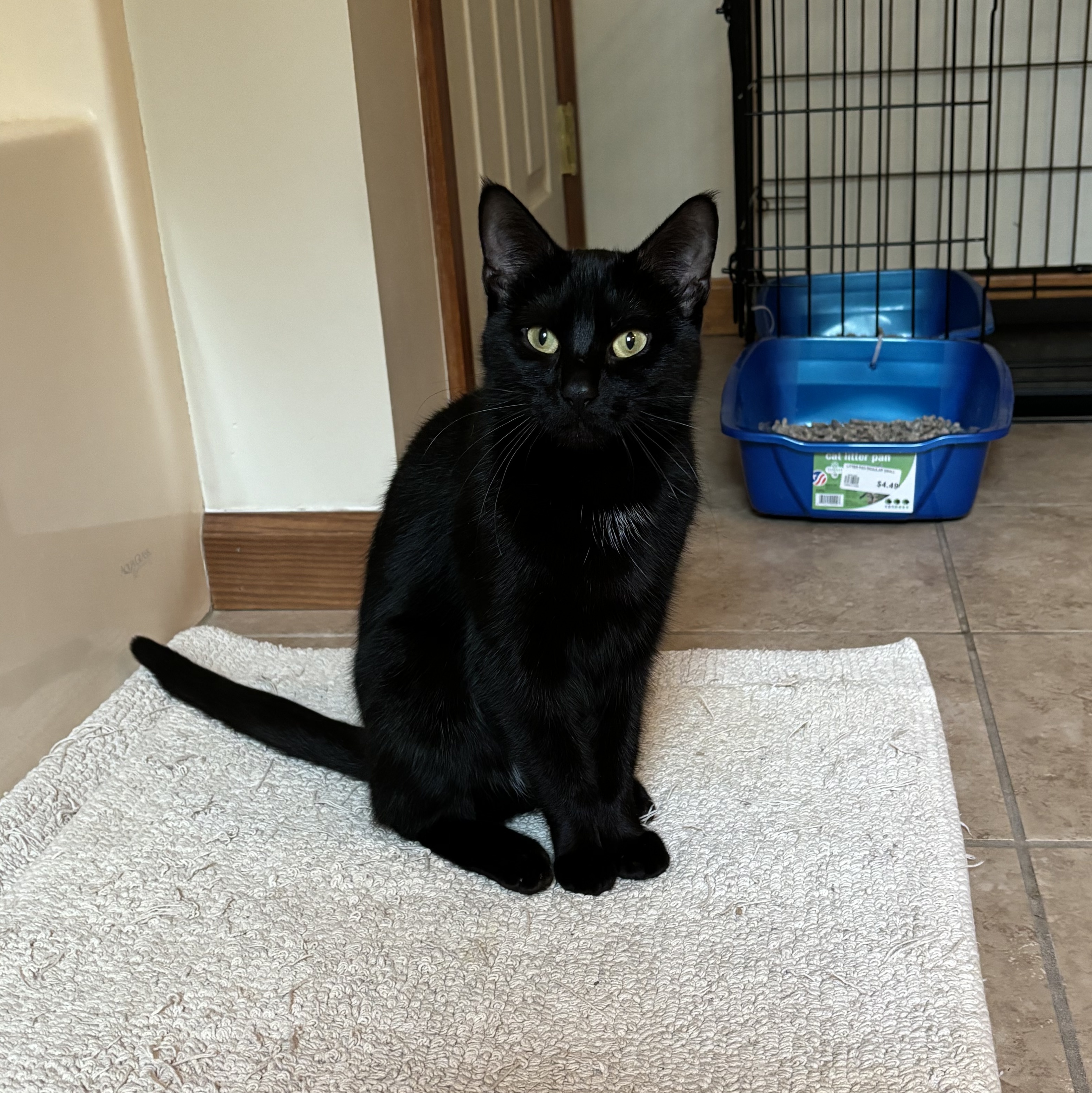 Grace, a Adoptable Domestic Short Hair in Plainville, CT image 3/4