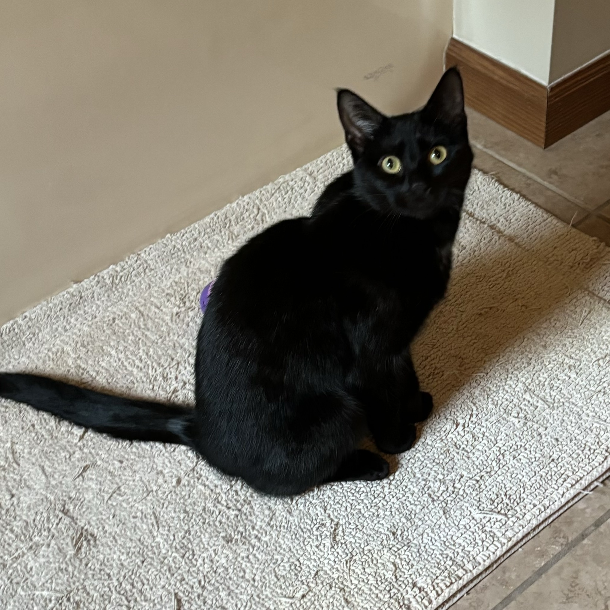 Grace, a Adoptable Domestic Short Hair in Plainville, CT image 4/4