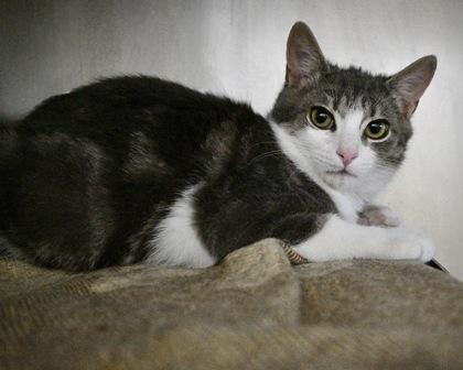 Firefly, Adoptable, Kitten Male Domestic Short Hair.