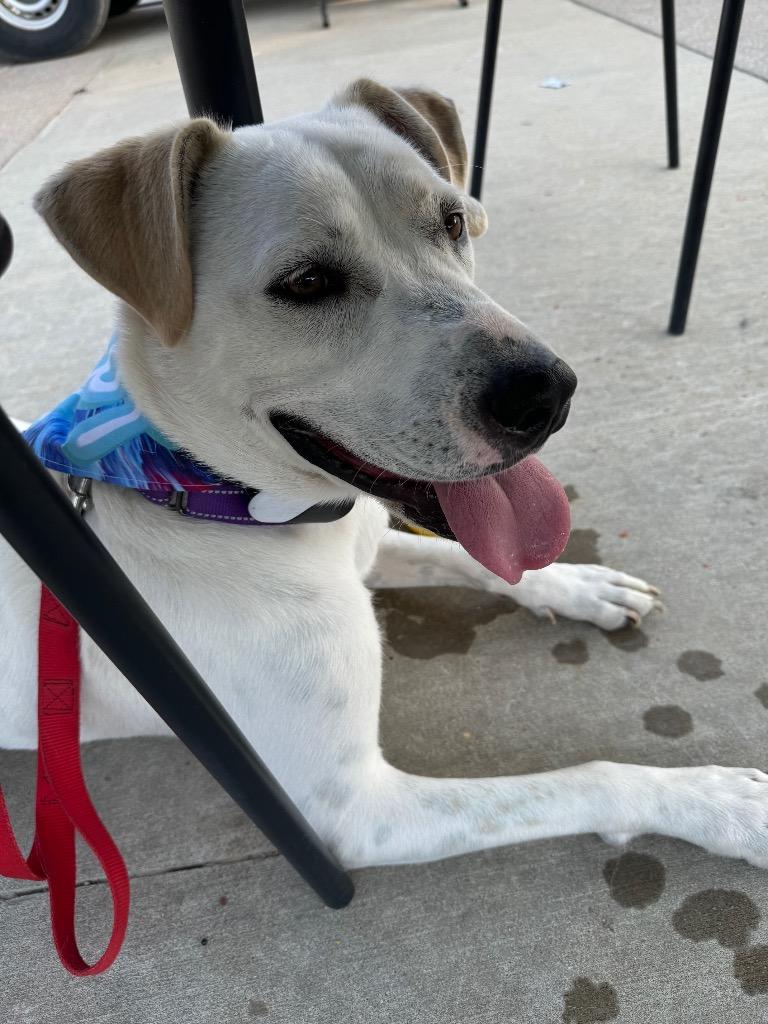 Luna, a Adoptable mixed breed in Fayetteville, AR image 1/6