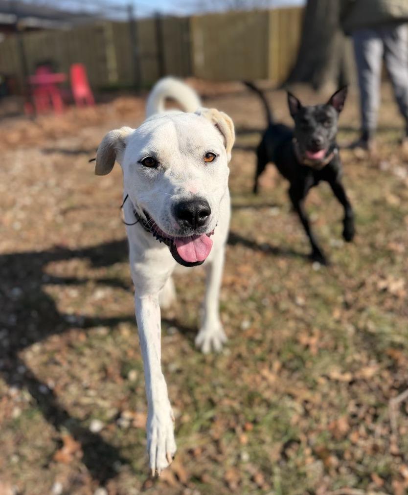 Luna, a Adoptable mixed breed in Fayetteville, AR image 2/6