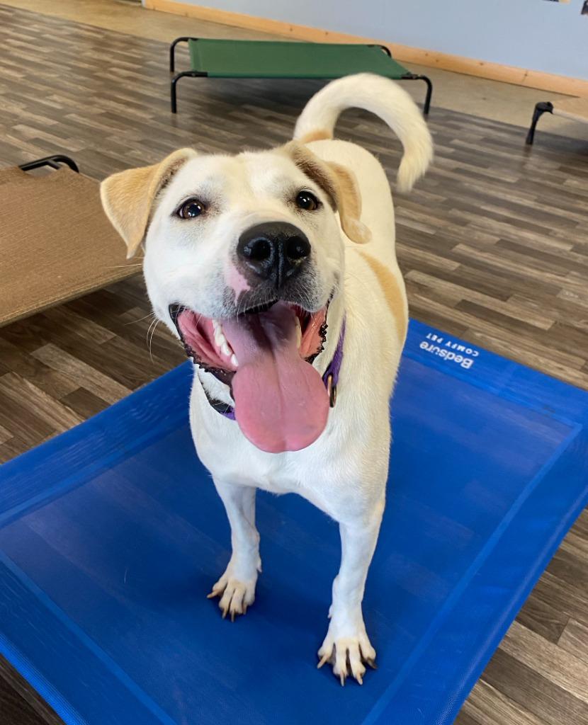 Luna, a Adoptable mixed breed in Fayetteville, AR image 3/6