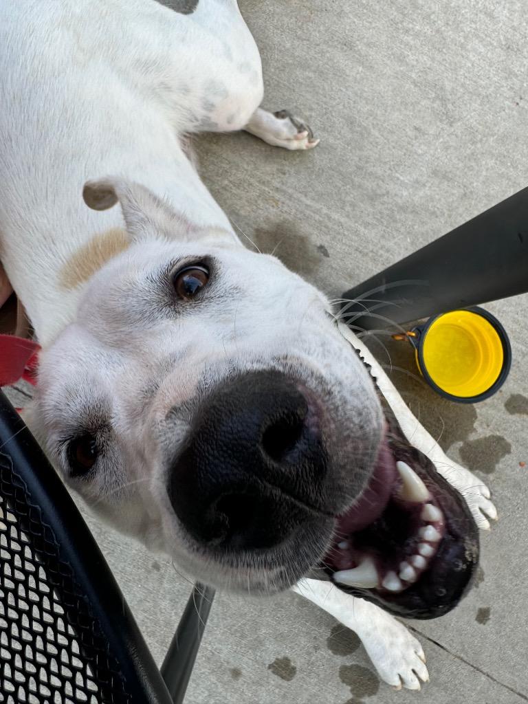 Luna, a Adoptable mixed breed in Fayetteville, AR image 4/6