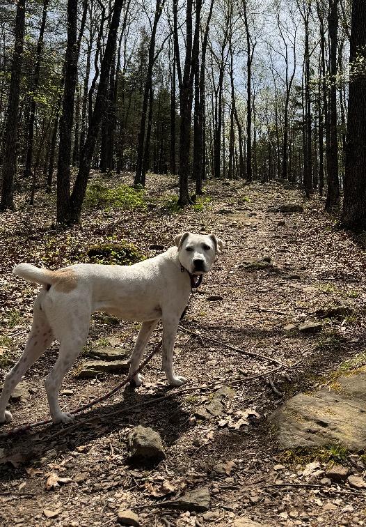 Luna, a Adoptable mixed breed in Fayetteville, AR image 5/6