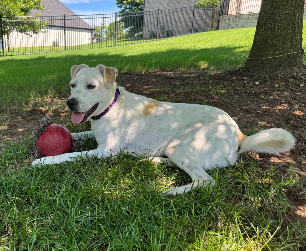 Luna, a Adoptable mixed breed in Fayetteville, AR image 6/6