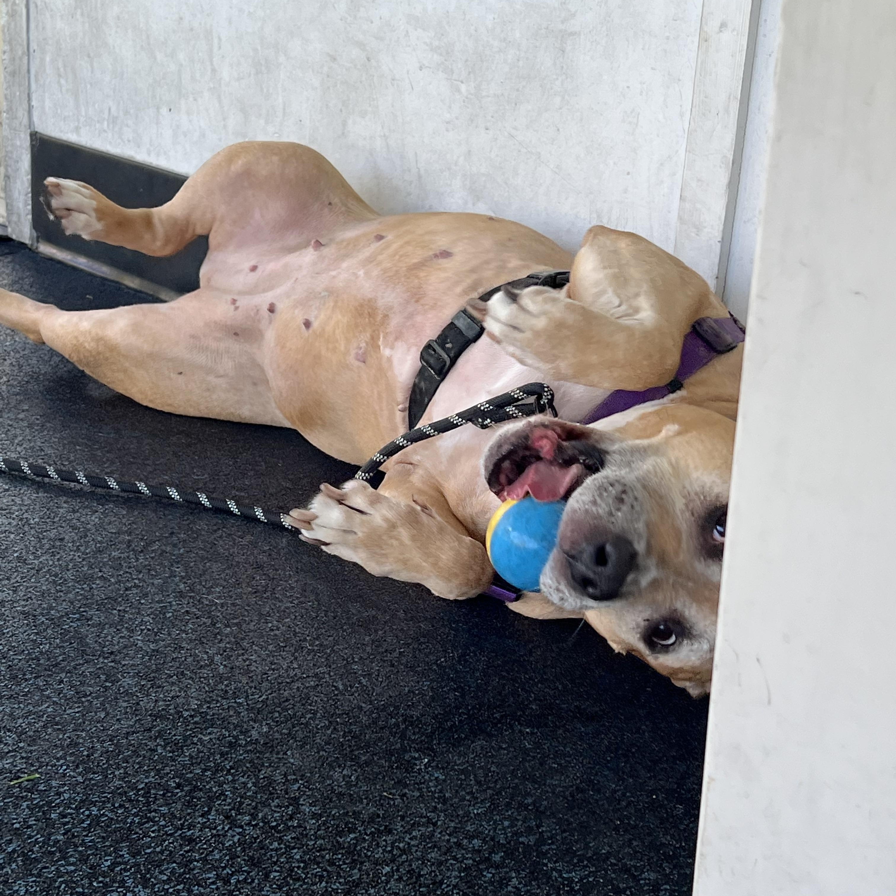 Enlarge Jada, a Adoptable mixed breed in Ithaca, NY image 1/4