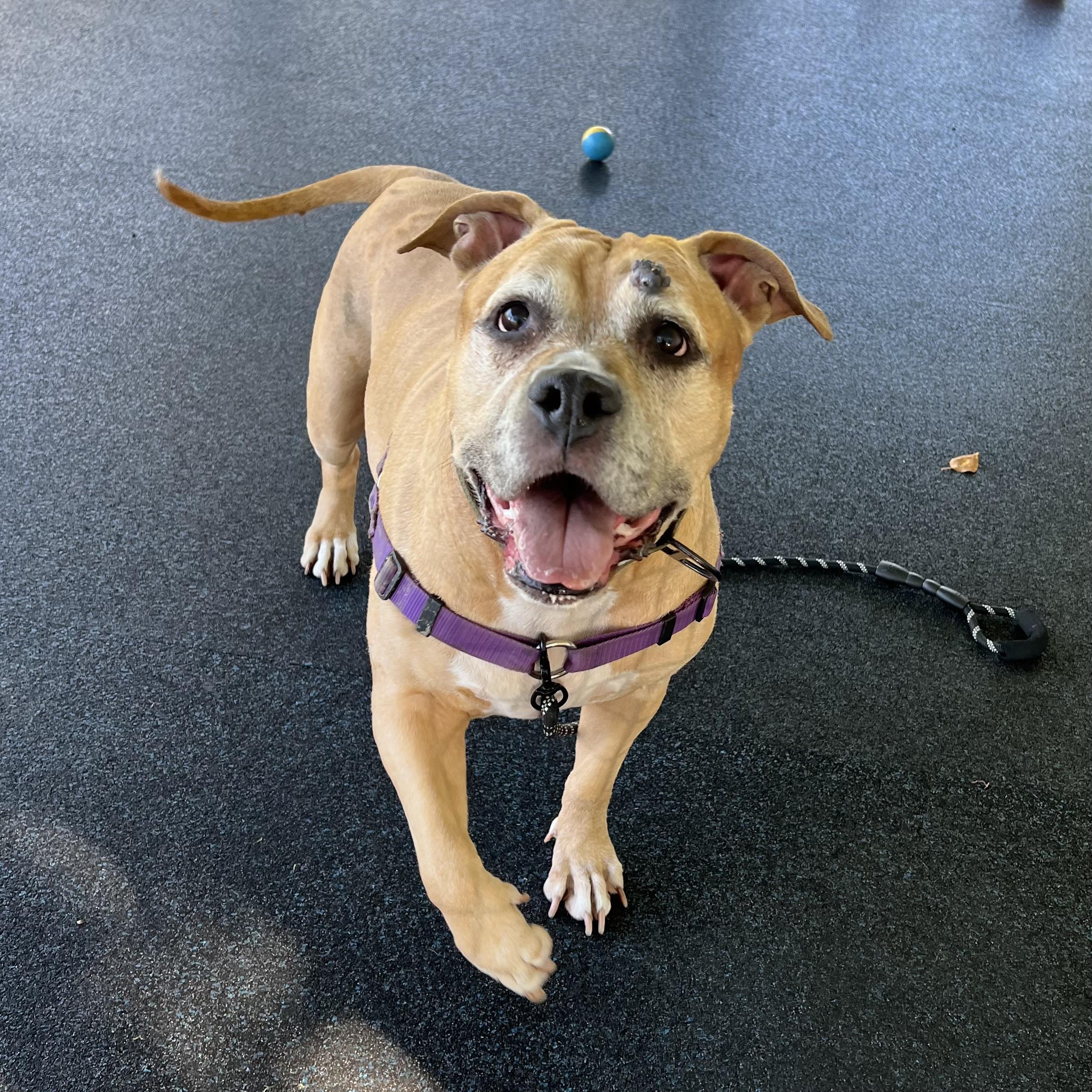 Enlarge Jada, a Adoptable mixed breed in Ithaca, NY image 4/4