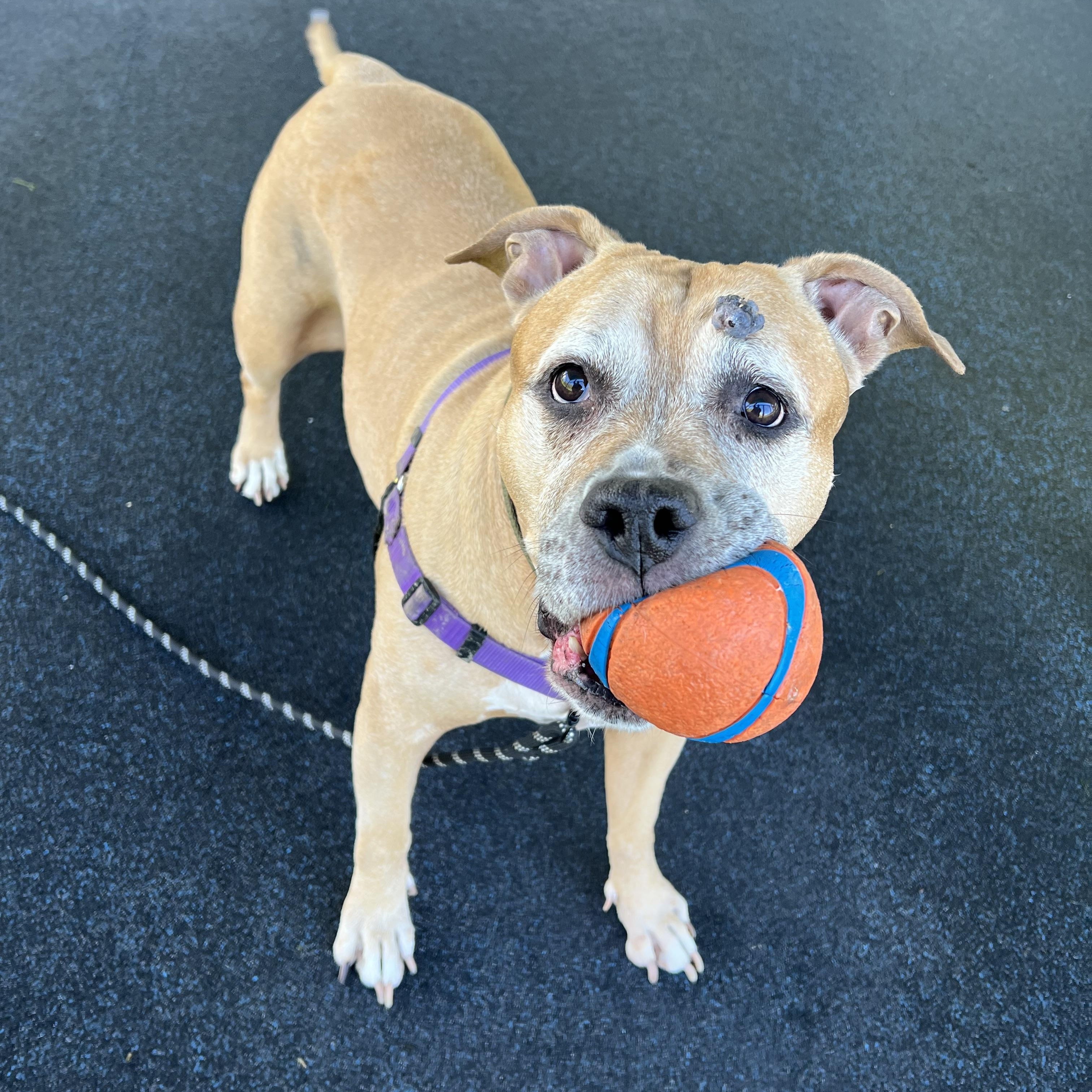 Enlarge Jada, a Adoptable mixed breed in Ithaca, NY image 2/4