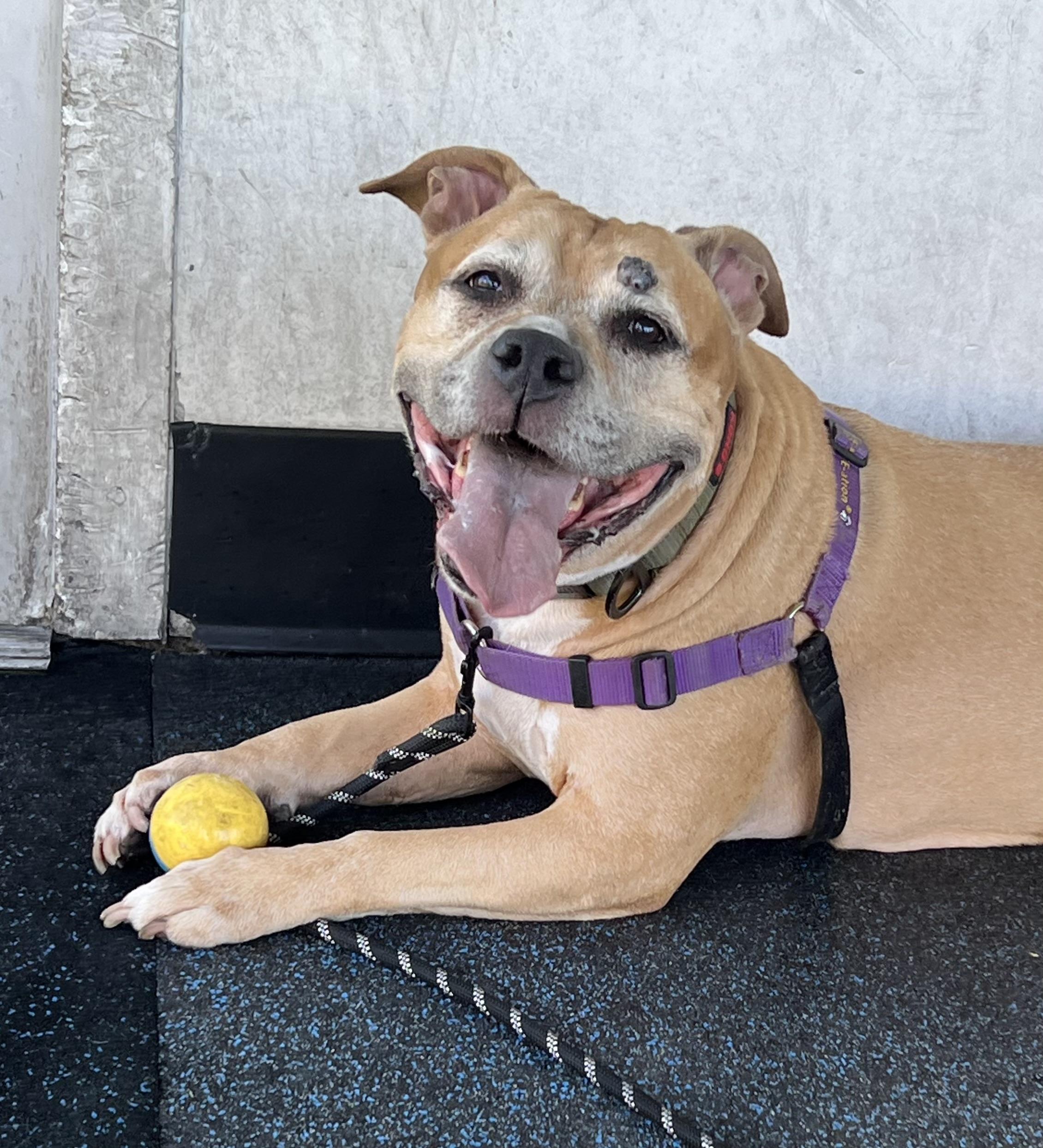 Jada, Adoptable, Senior Female Pit Bull Terrier.