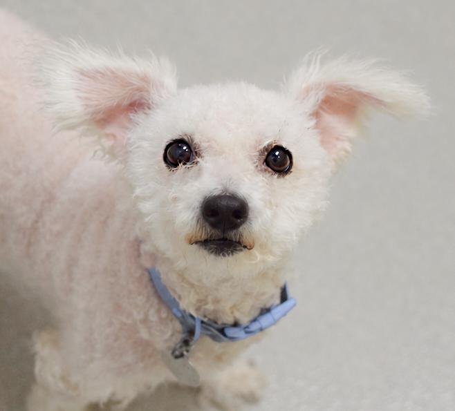 Enlarge Genevieve, a Adoptable Miniature Poodle in Pontiac, MI image 1/1