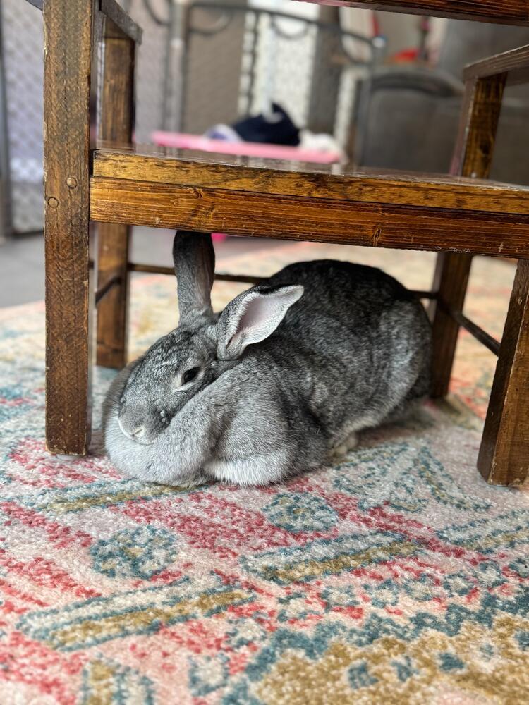 Enlarge Tootsie, a Adoptable mixed breed in Melbourne, FL image 1/6