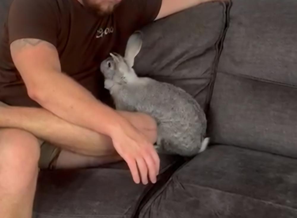 Enlarge Tootsie, a Adoptable mixed breed in Melbourne, FL image 2/6