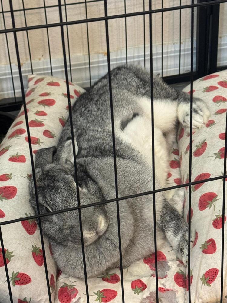 Enlarge Tootsie, a Adoptable mixed breed in Melbourne, FL image 3/6