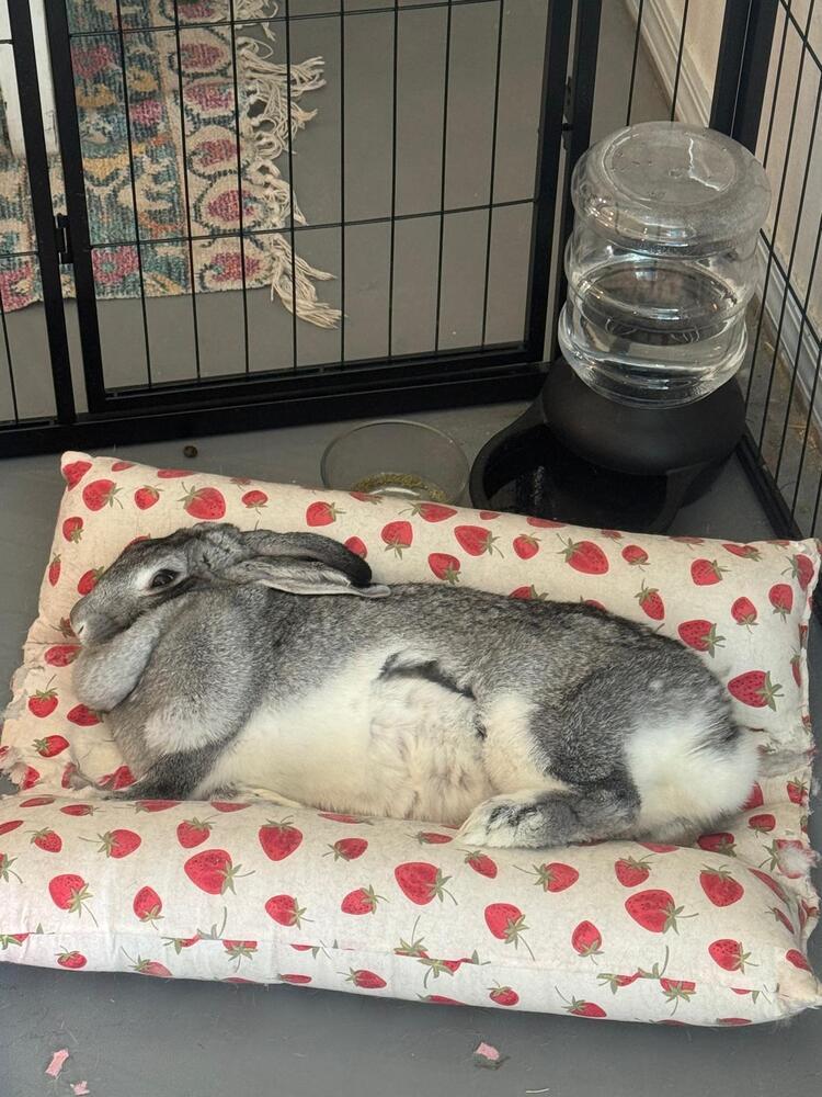 Enlarge Tootsie, a Adoptable mixed breed in Melbourne, FL image 4/6