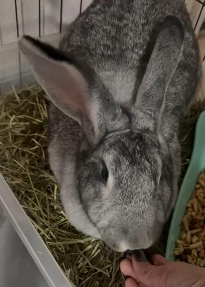 Enlarge Tootsie, a Adoptable mixed breed in Melbourne, FL image 5/6