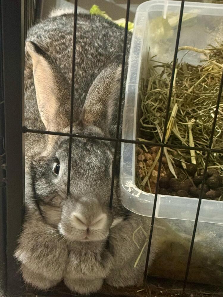 Enlarge Tootsie, a Adoptable mixed breed in Melbourne, FL image 6/6