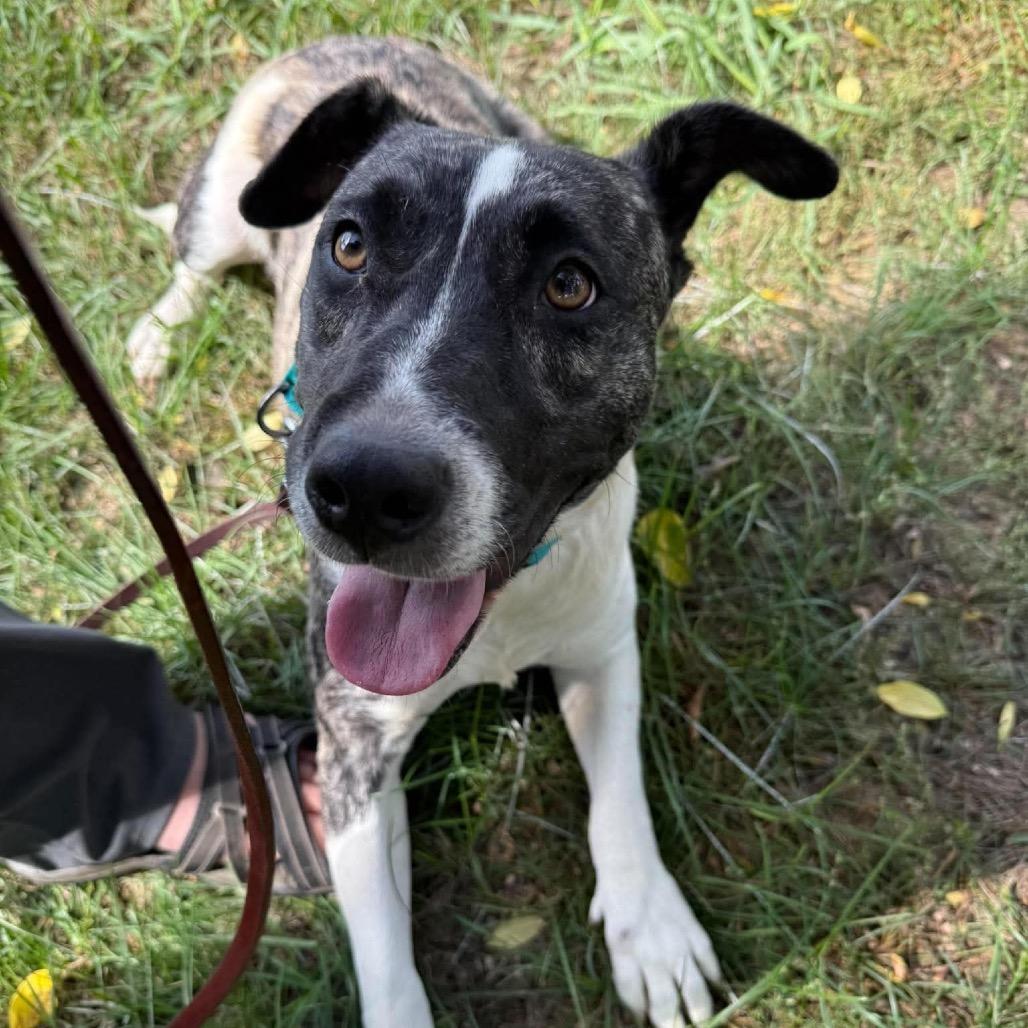Penny, Adoptable, Young Female Basset Hound & Pit Bull Terrier.