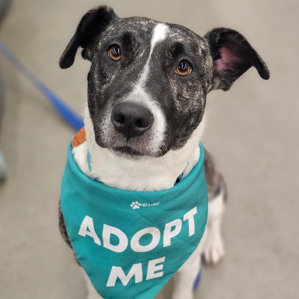 Enlarge Penny, a Adoptable mixed breed in Brainerd, MN image 2/3