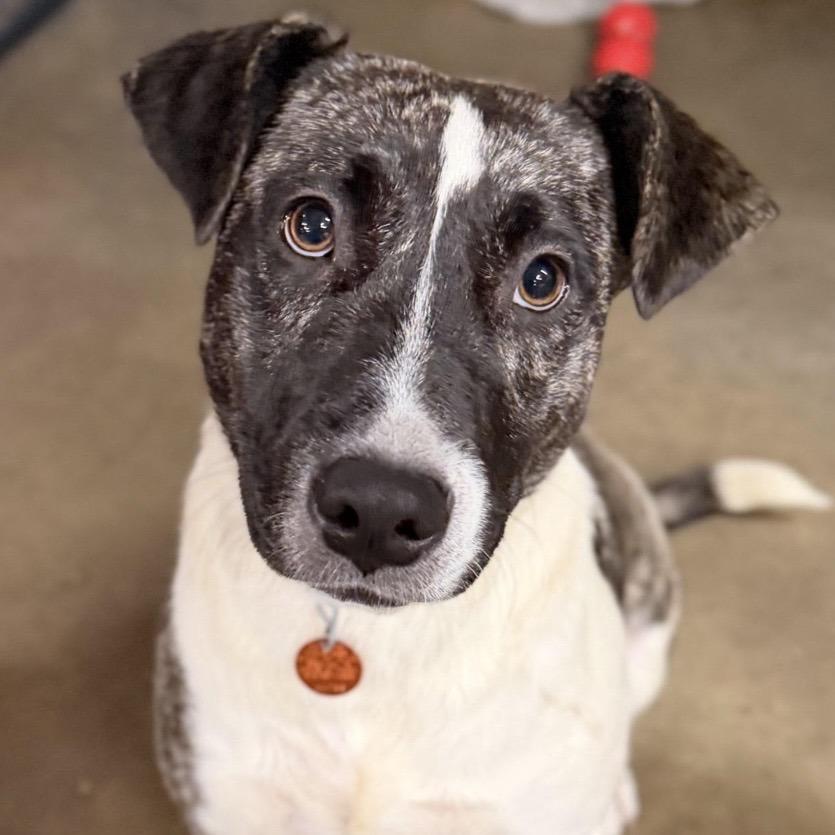 Enlarge Penny, a Adoptable mixed breed in Brainerd, MN image 3/3
