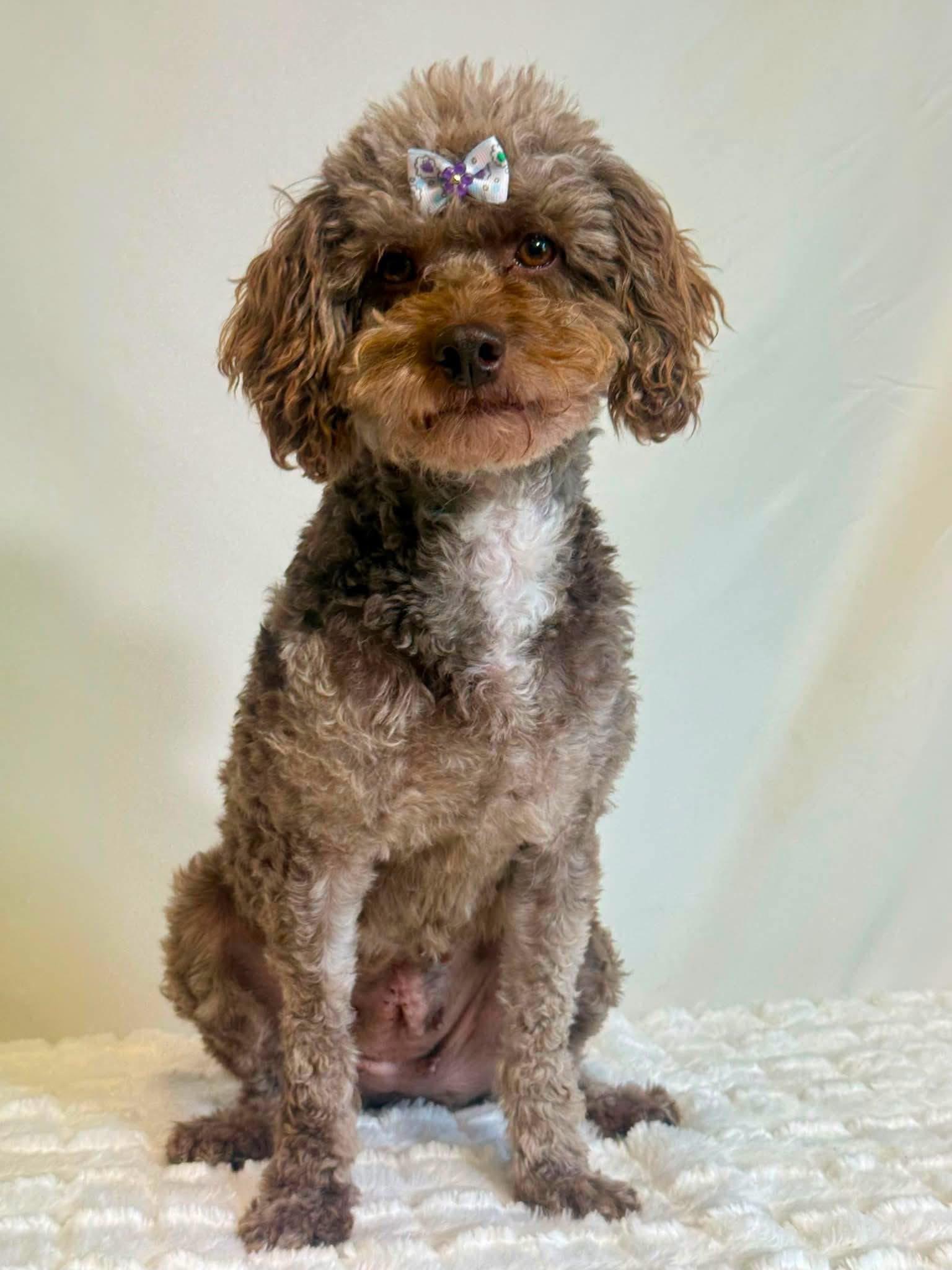 Enlarge Lotus, a ADOPTABLE mixed breed in New Stanton, PA image 1/1