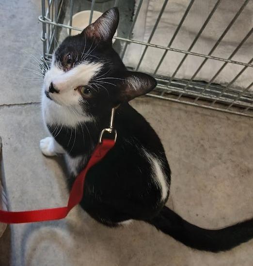 Pepe, Adoptable, Young Male Domestic Short Hair.
