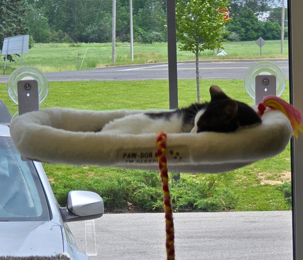 Enlarge Pepe, a Adoptable mixed breed in Auburn, IN image 2/2