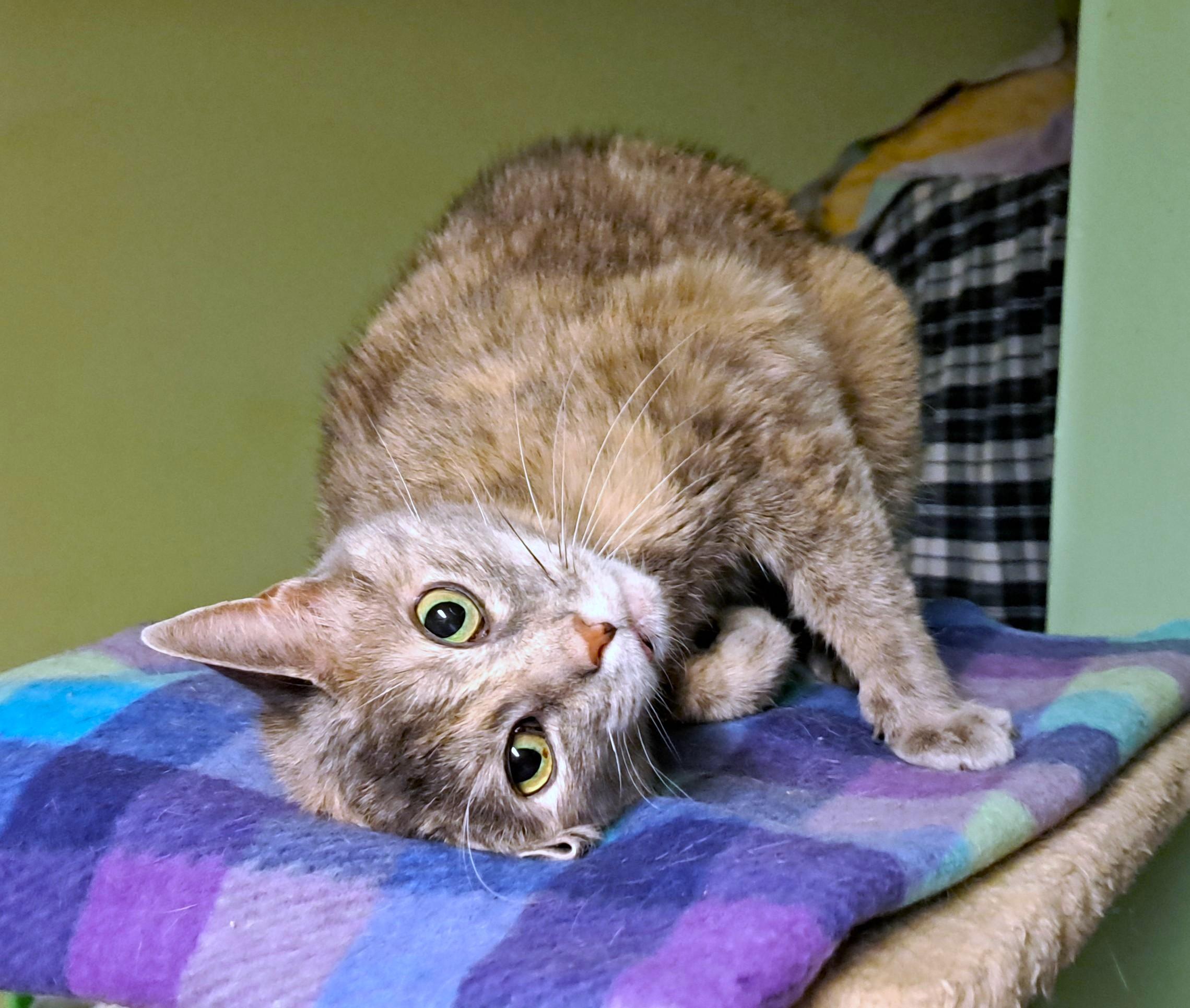 Bayley, ADOPTABLE, Adult Female Dilute Tortoiseshell.