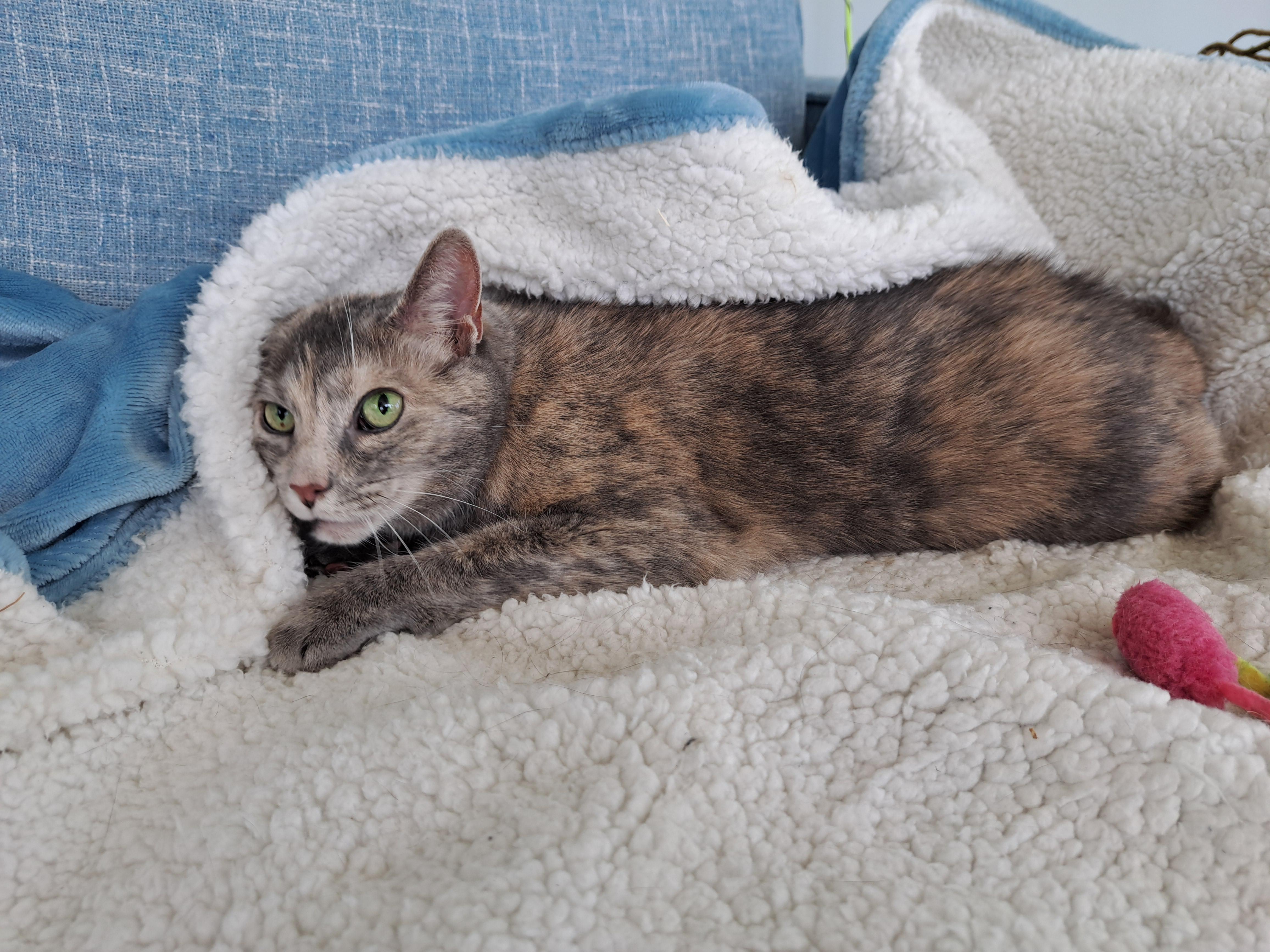 Enlarge Bayley, a ADOPTABLE Dilute Tortoiseshell in New Albany, OH image 6/6