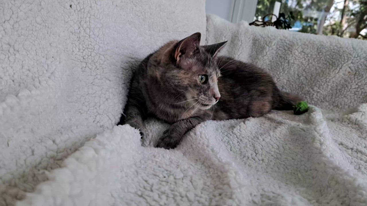 Enlarge Bayley, a ADOPTABLE Dilute Tortoiseshell in New Albany, OH video 4/6