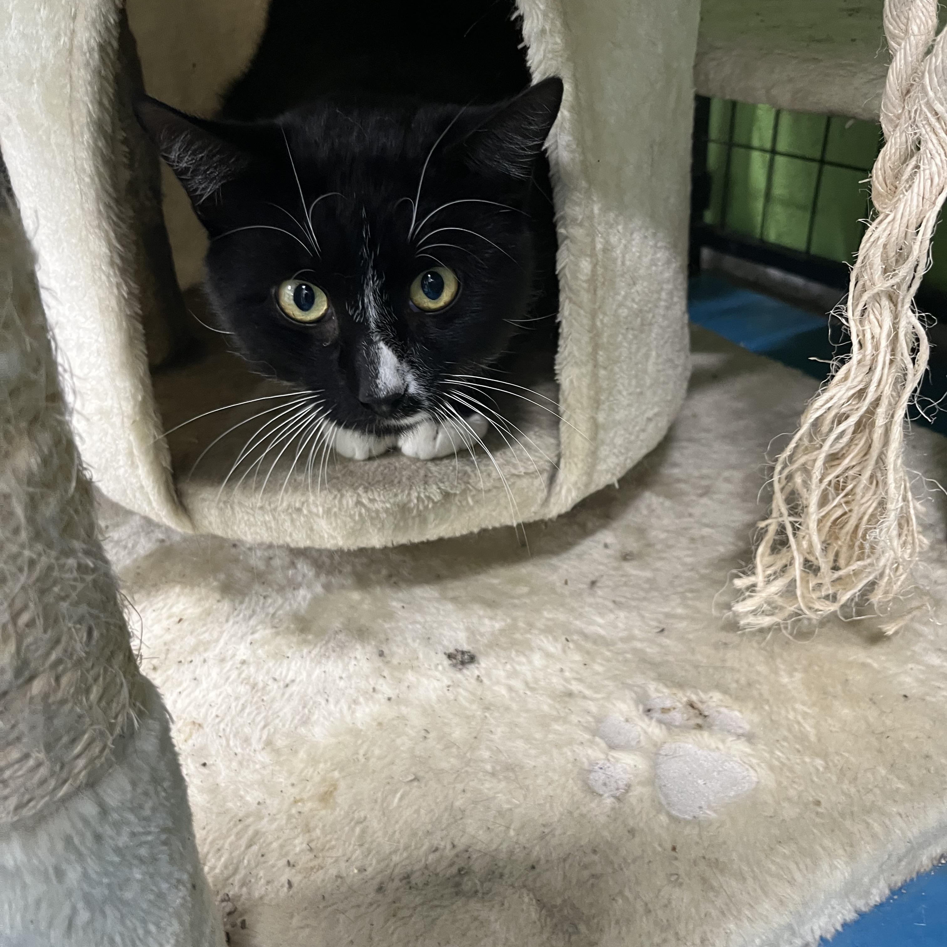Enlarge Hijack, a Adoptable Tabby in Pompton Plains, NJ image 1/1