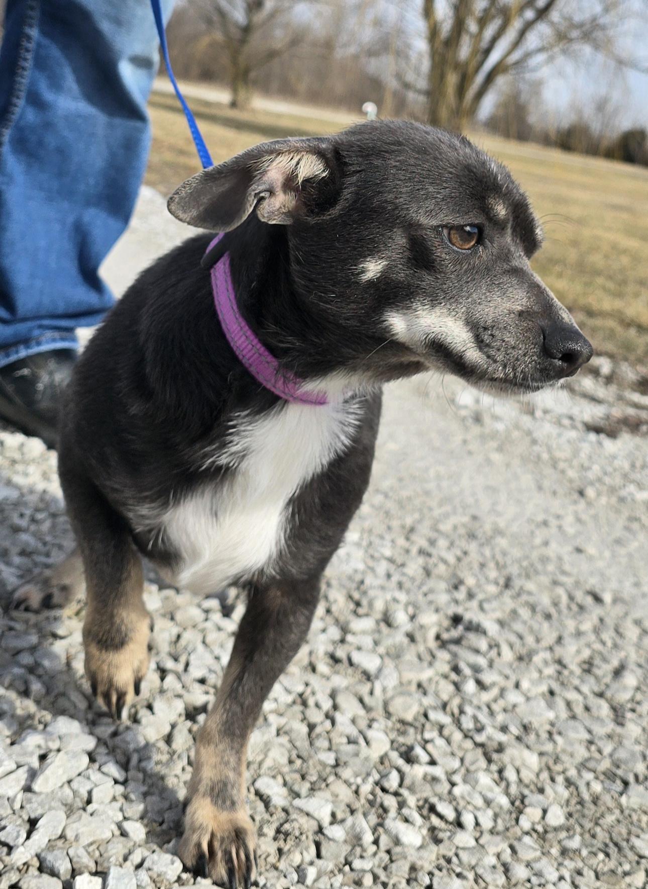 Enlarge Athena, a ADOPTABLE mixed breed in Terre Haute, IN image 6/6