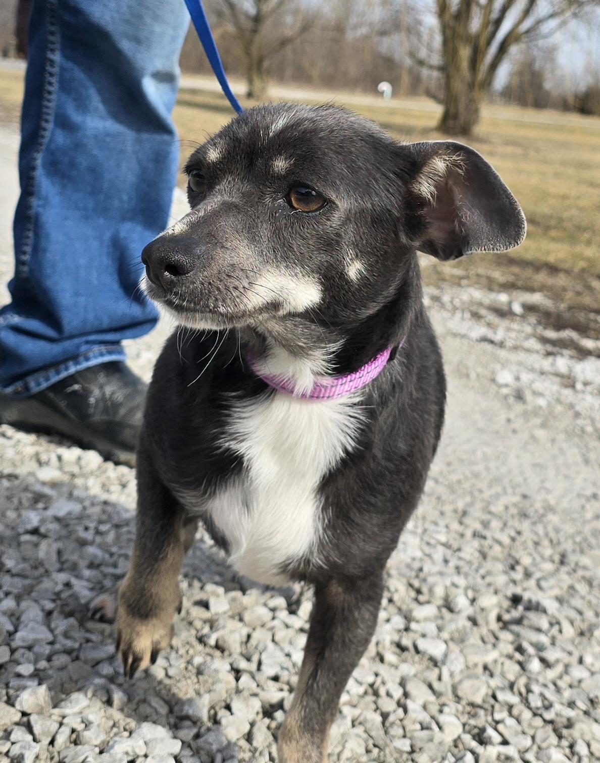 Enlarge Athena, a ADOPTABLE mixed breed in Terre Haute, IN image 1/6