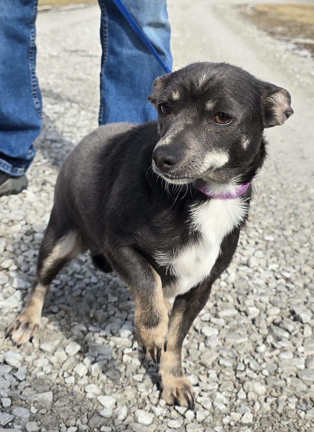 Enlarge Athena, a ADOPTABLE mixed breed in Terre Haute, IN image 3/6