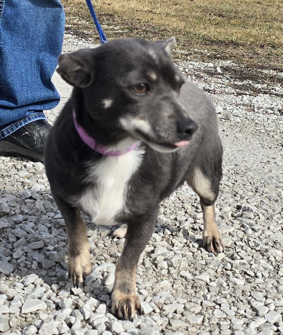 Enlarge Athena, a ADOPTABLE mixed breed in Terre Haute, IN image 2/6