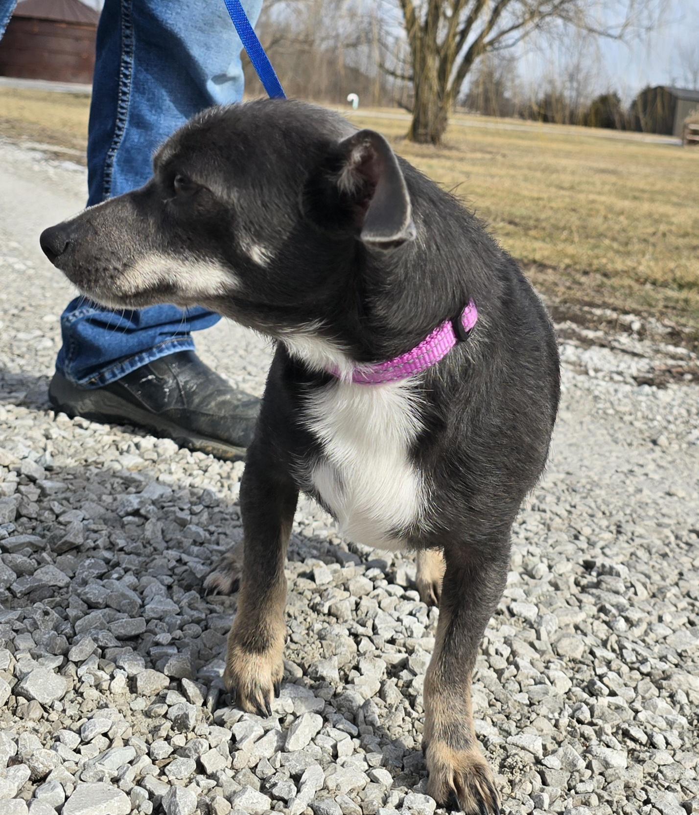 Enlarge Athena, a ADOPTABLE mixed breed in Terre Haute, IN image 5/6