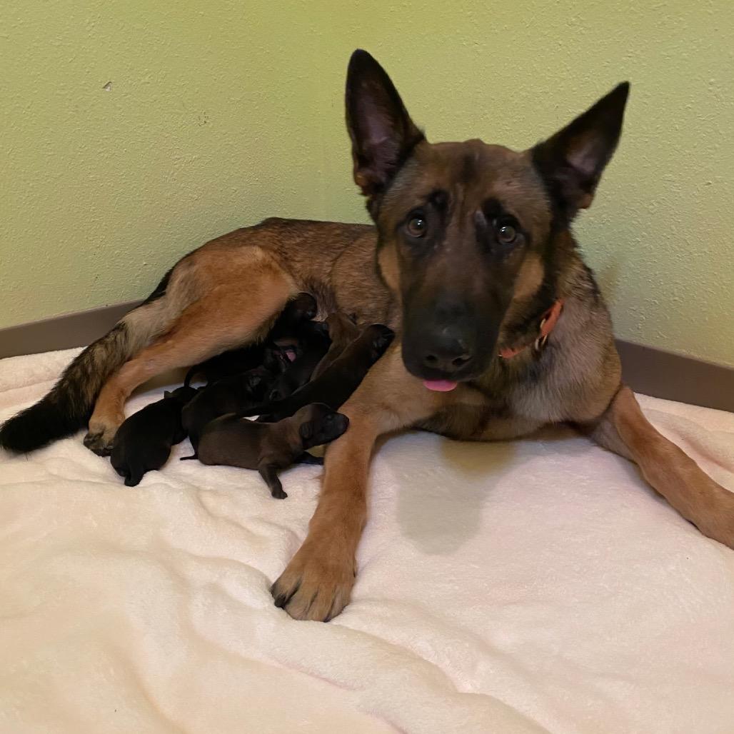 Enlarge Roo *Foster to Adopt*, a Adoptable German Shepherd Dog in Van Horne, IA image 1/3