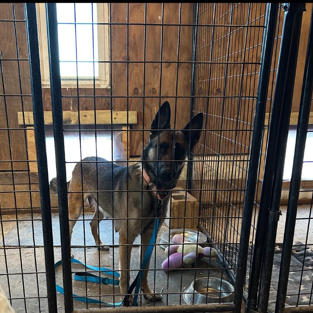 Enlarge Roo *Foster to Adopt*, a Adoptable German Shepherd Dog in Van Horne, IA image 2/3